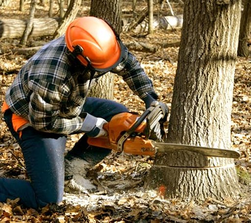 Tree Removal in Hanover, MA
